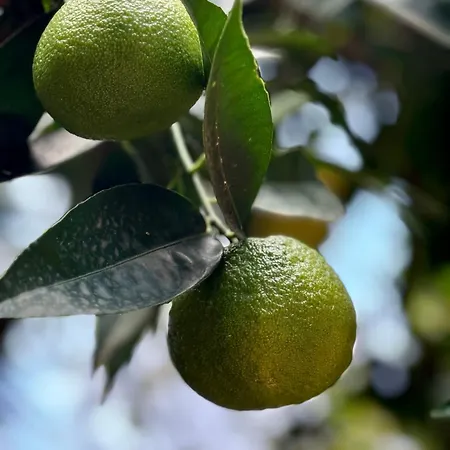 Urban Oasis Apartman