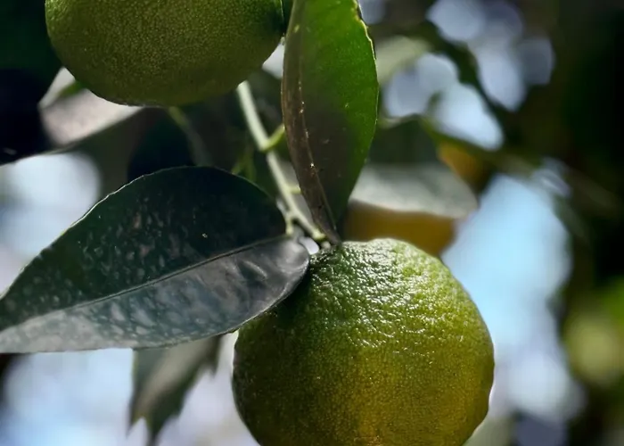 Urban Oasis 아파트